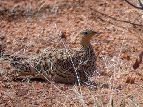 Image of Chestnut-bellied Sandgrouse