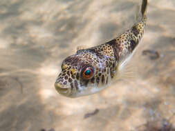 Image of Smooth Toadfish