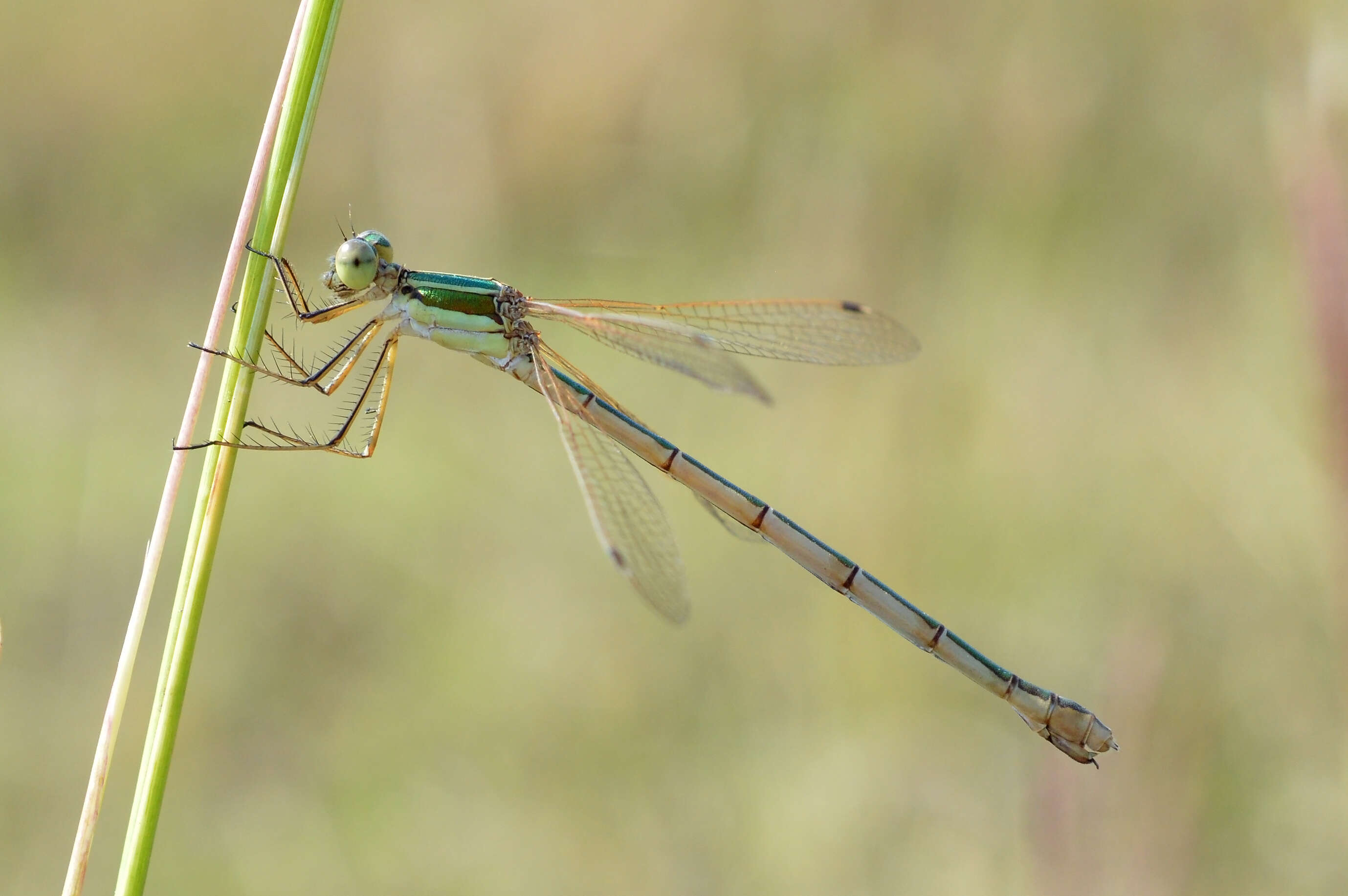 Image of Migrant Spreadwing