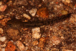 Image of Common Fire Salamander