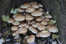 Pholiota squarrosa (Vahl) P. Kumm. 1871 resmi