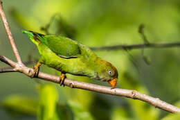 Image of Ceylon Hanging-Parrot