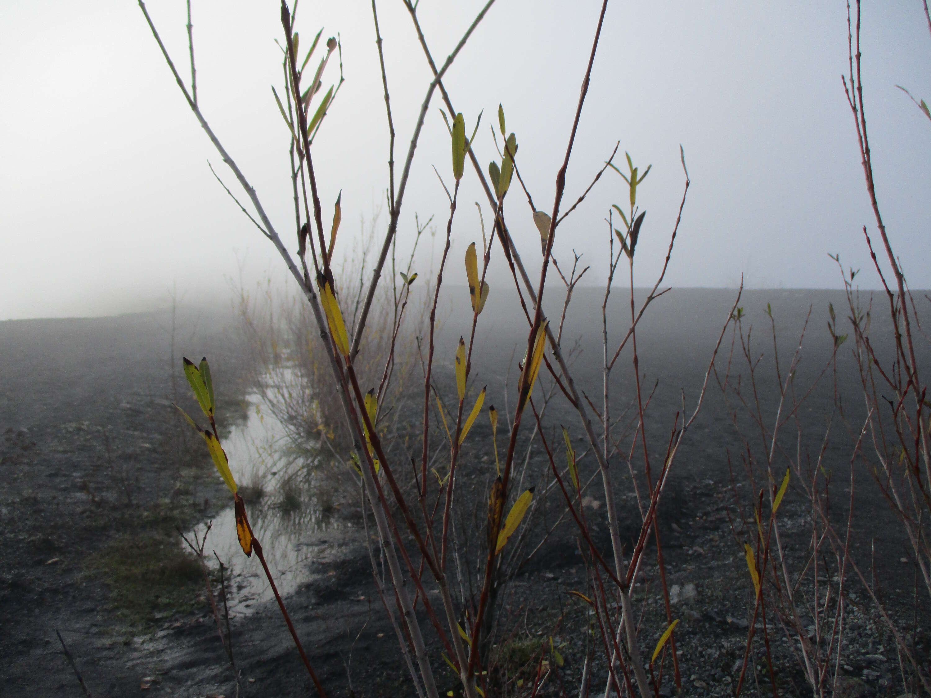 Image of purple willow