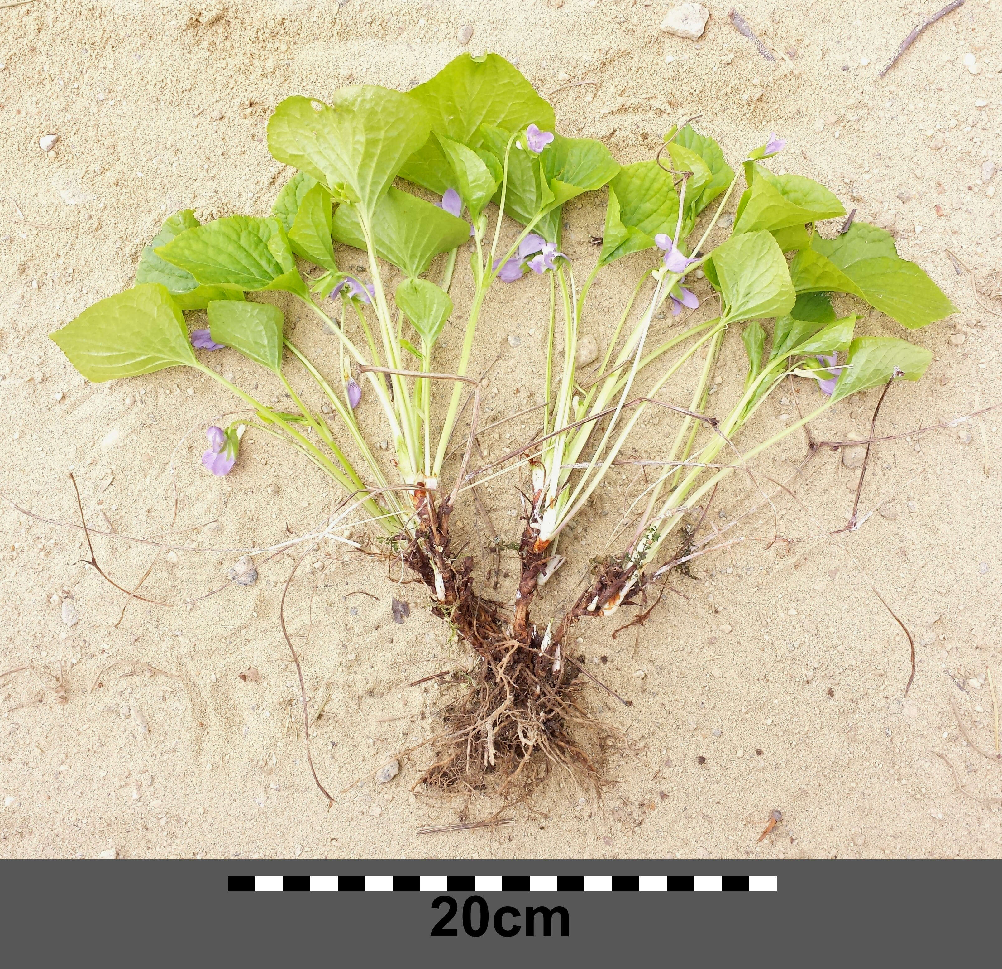 Слика од Viola mirabilis L.