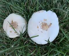 Plancia ëd Chlorophyllum molybdites (G. Mey.) Massee ex P. Syd. 1900