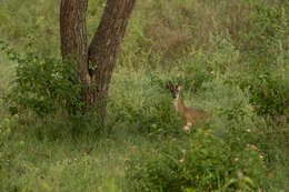 Image of Barking Deer