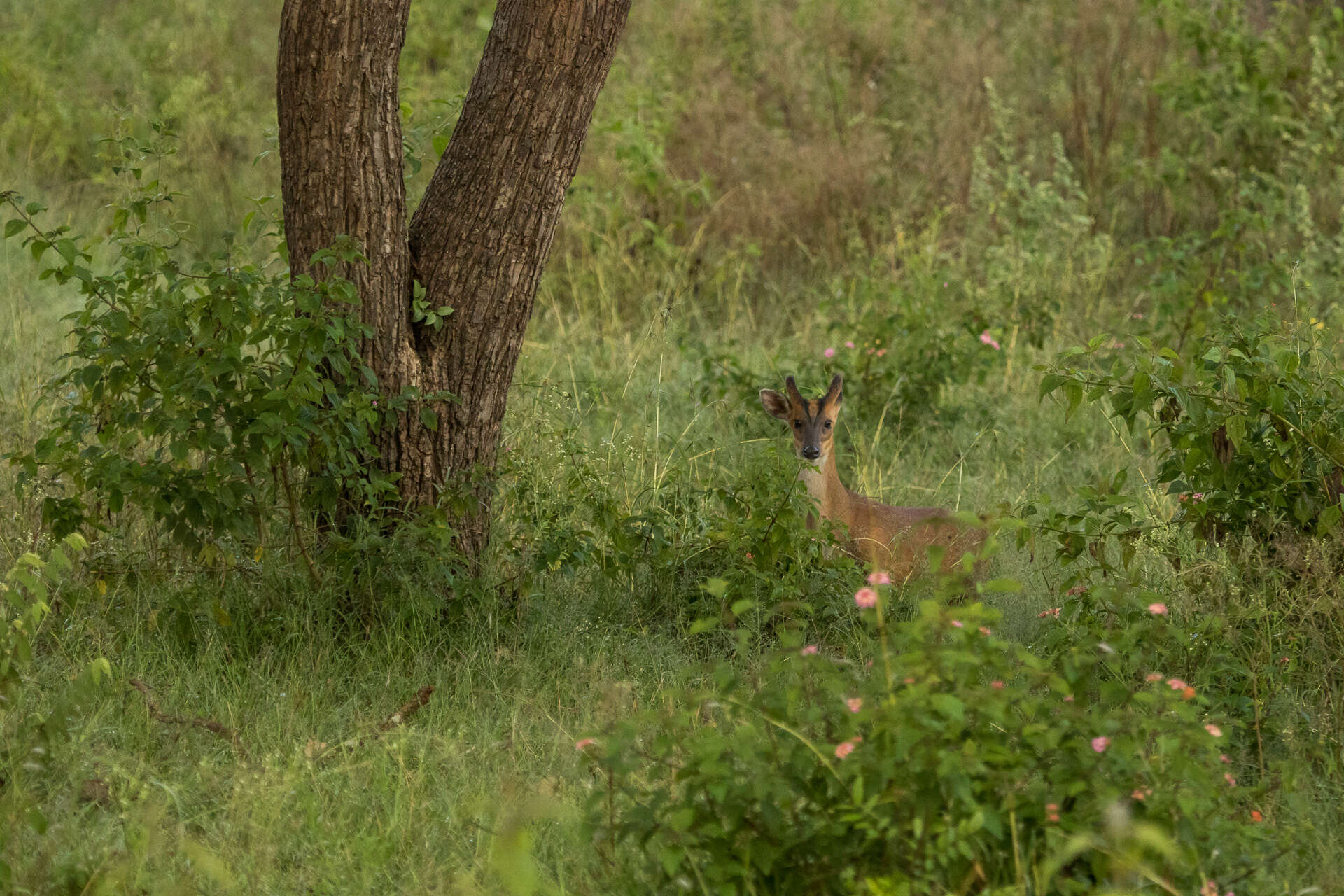 Image of Barking Deer