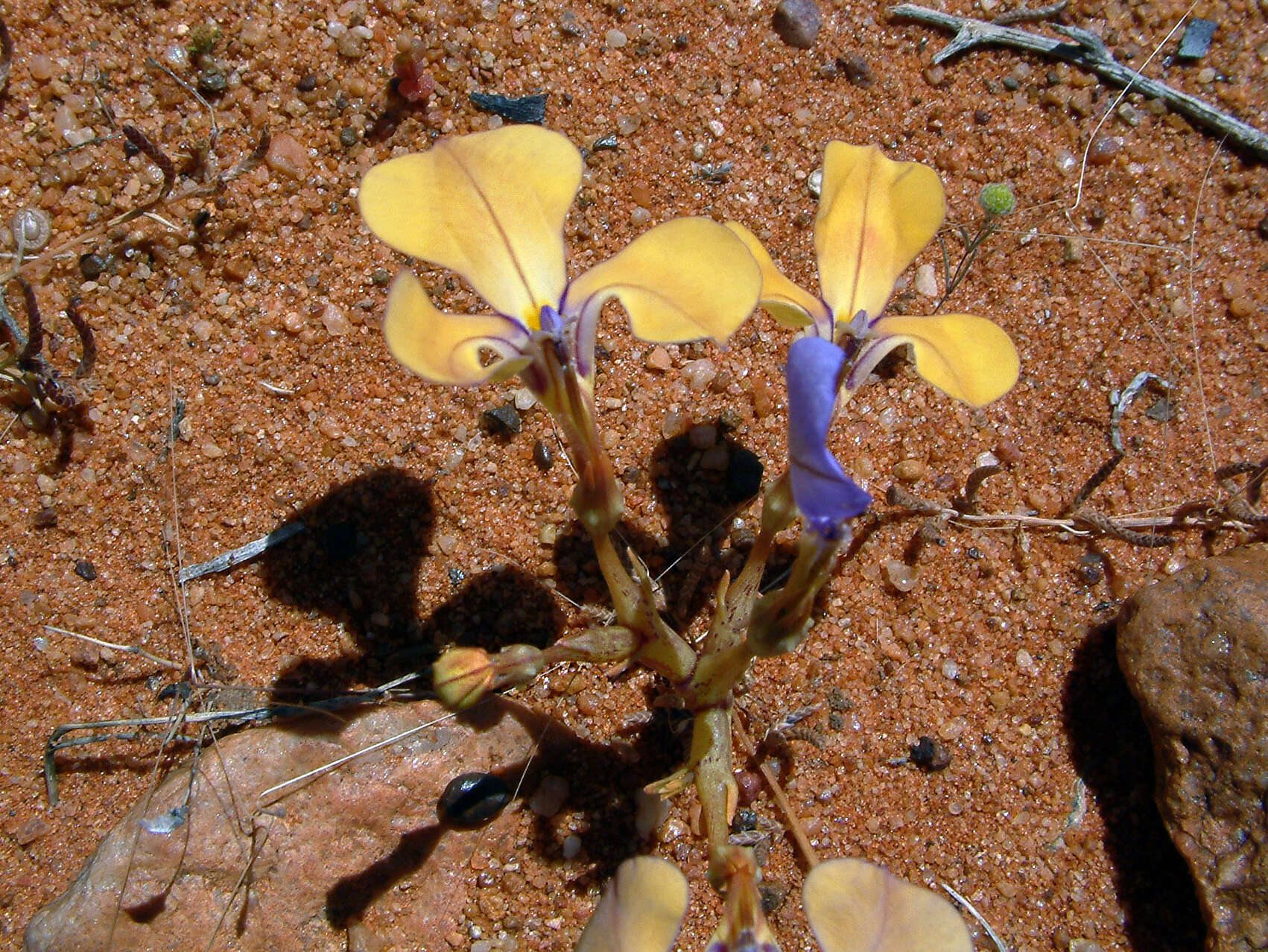 Plancia ëd Lobelia winifrediae Diels