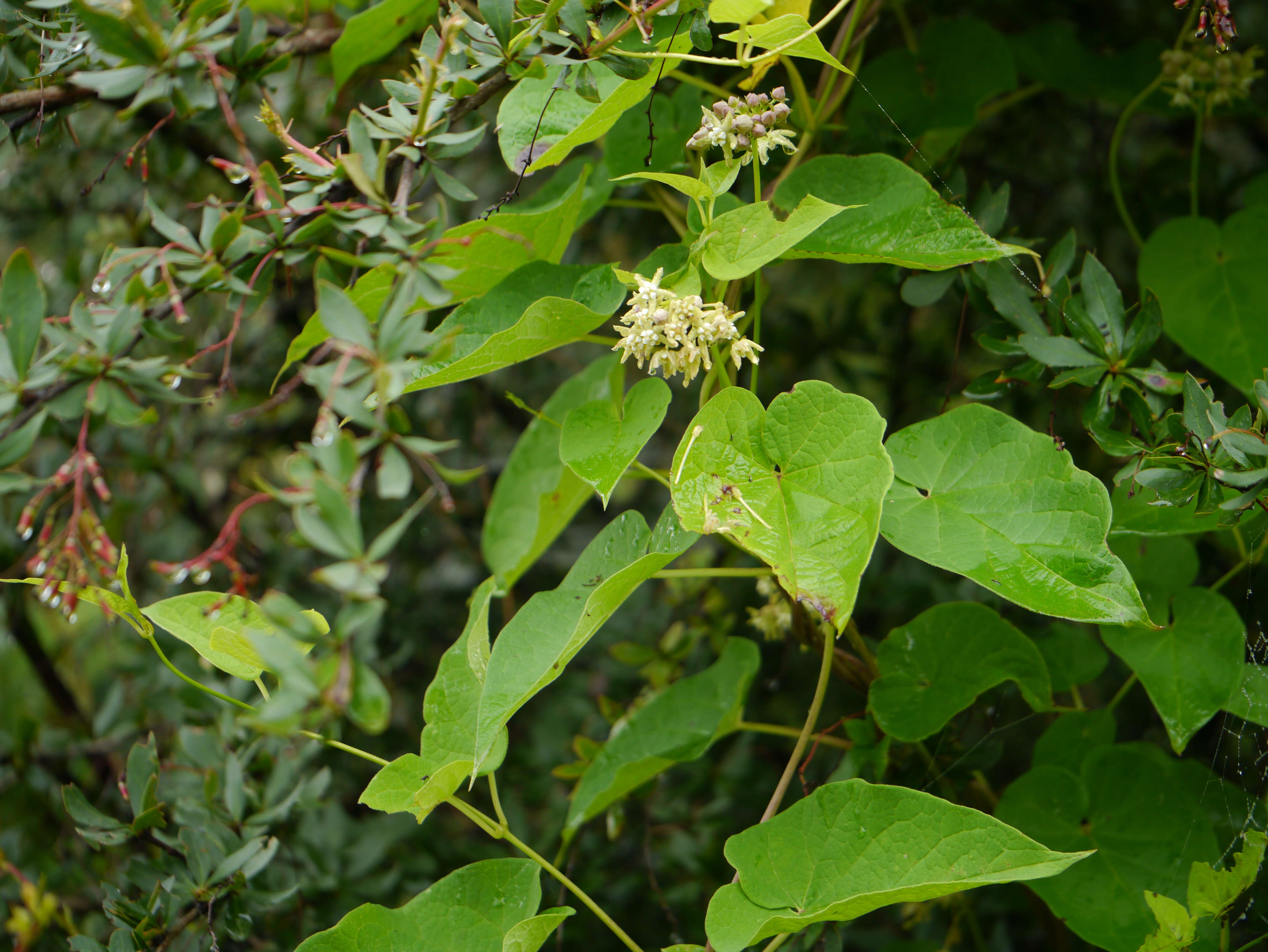 Imagem de Cynanchum auriculatum Royle ex Wight