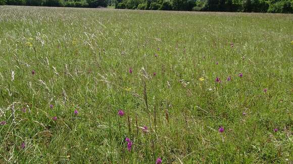 صورة Anacamptis pyramidalis (L.) Rich.