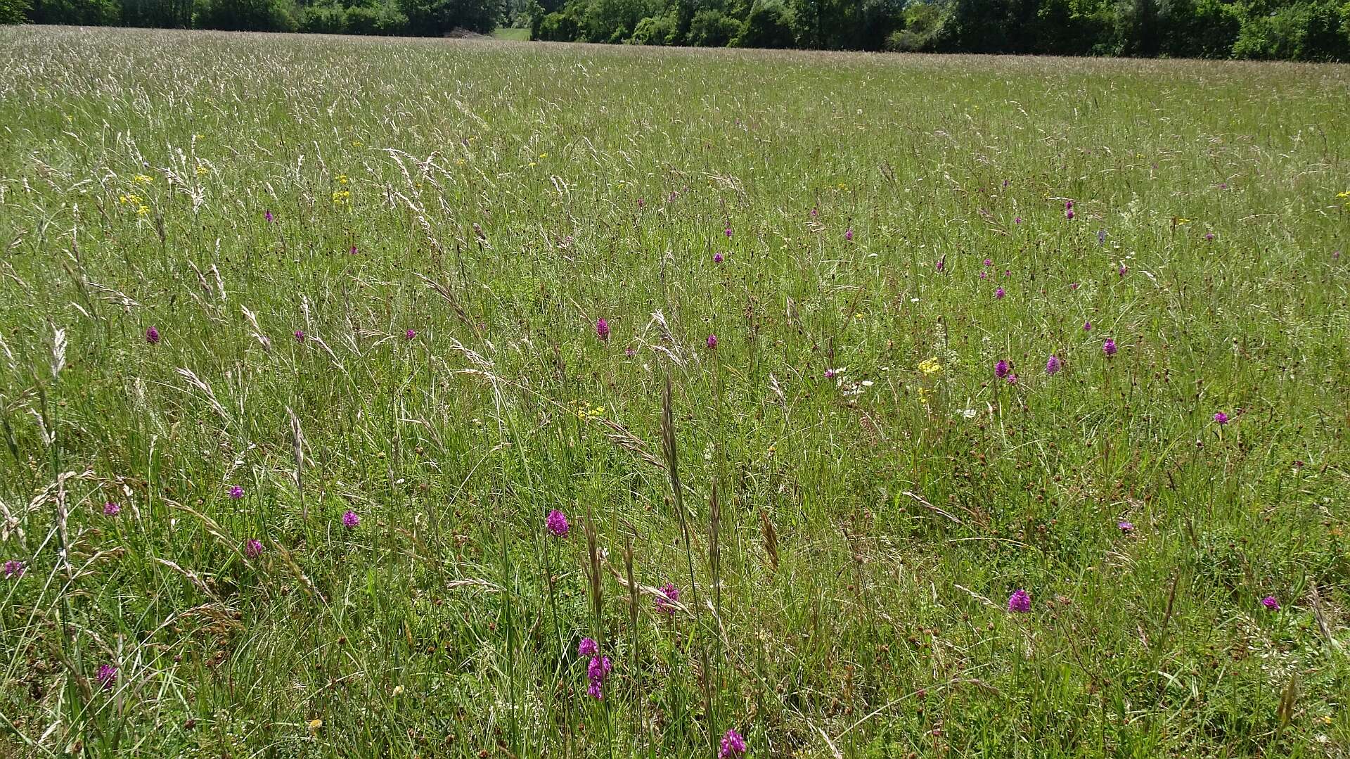 صورة Anacamptis pyramidalis (L.) Rich.