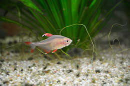 Image of Black-flag tetra