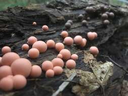 Image of Lycogala epidendrum