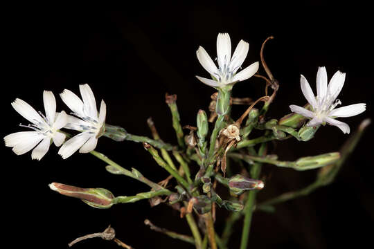 Image of Lactuca inermis Forsk.