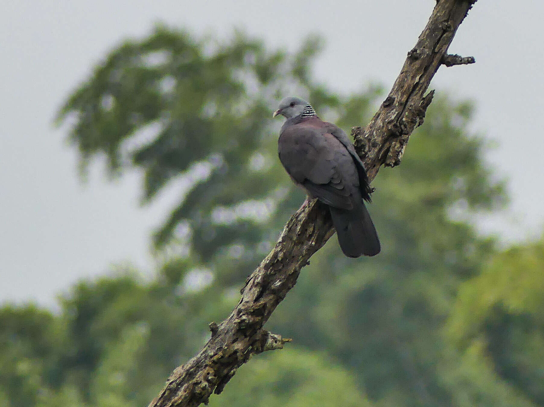 Image of Nilgiri Wood Pigeon