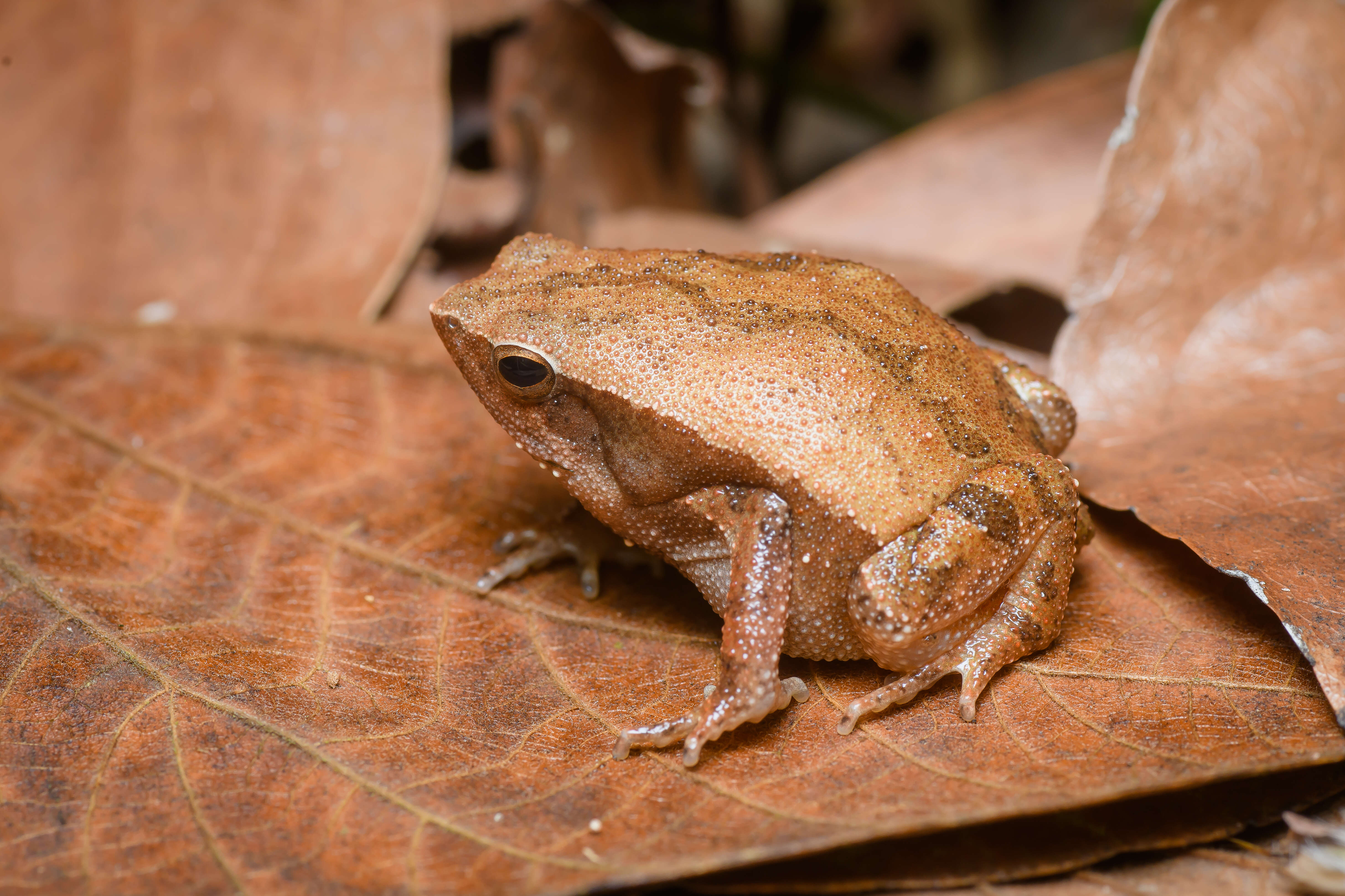 Image of Kalophrynus interlineatus (Blyth 1855)