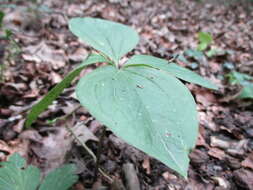 Image of herb Paris