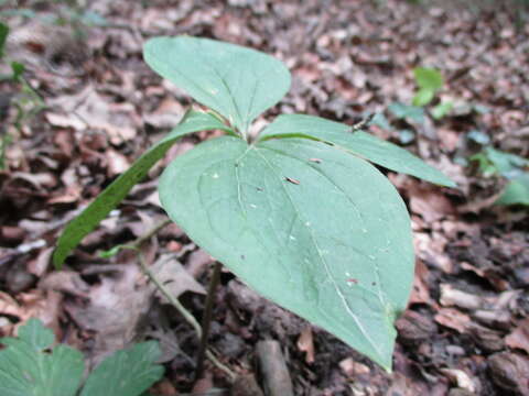 Image of herb Paris