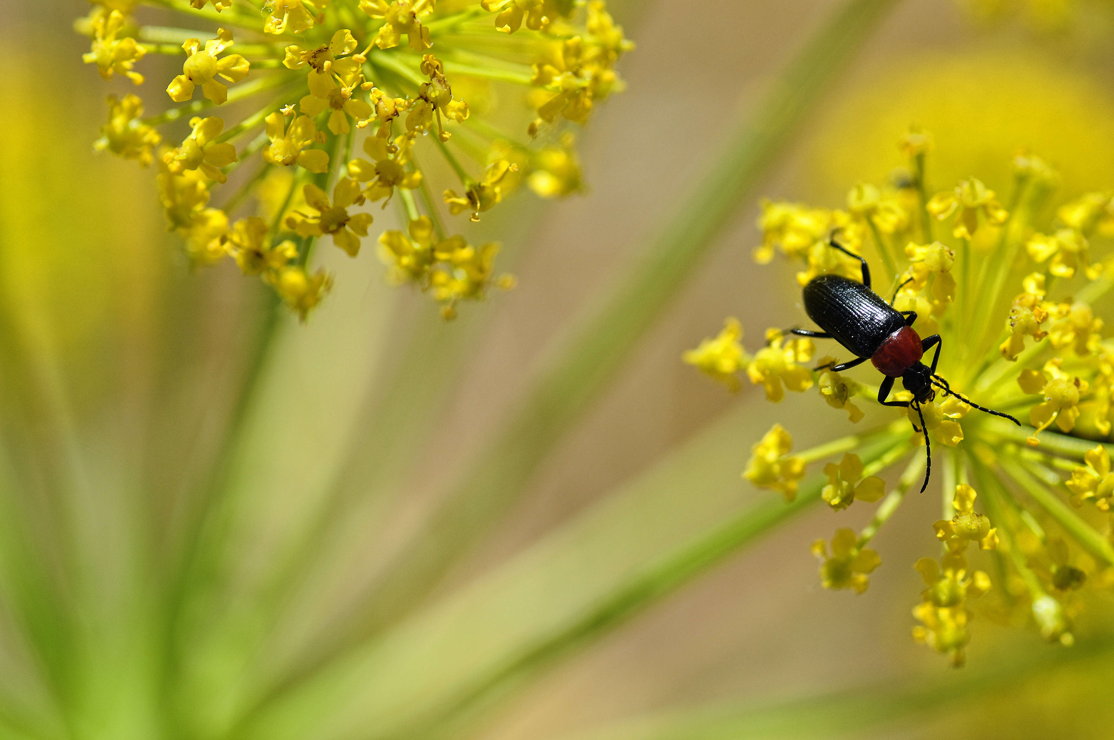 Image of Heliotaurus ruficollis