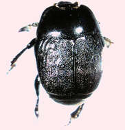 Image of Neopachylopus