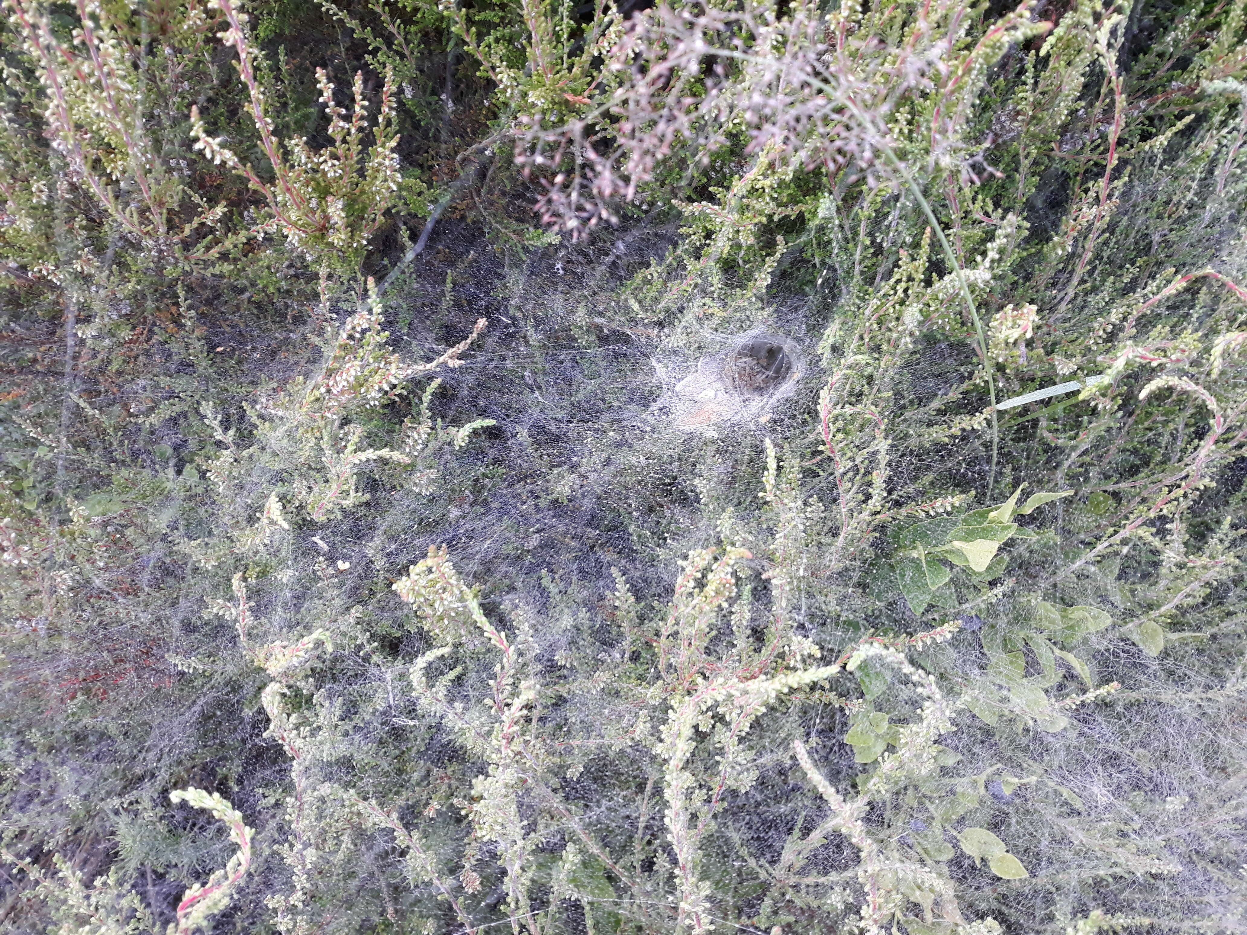 Image of Agelena labyrinthica (Clerck 1757)