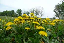 Image of Common Dandelion