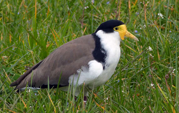 Image of Masked Lapwing