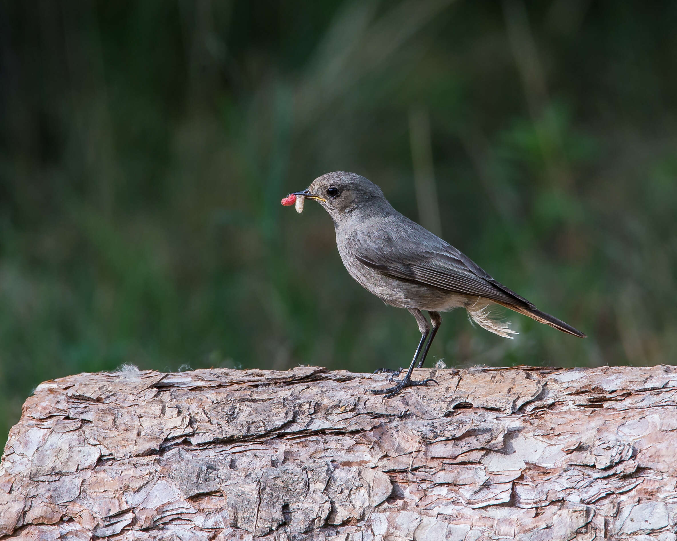 Image of Black Redstart