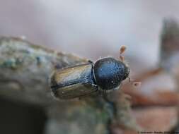 Image of European hardwood ambrosia beetle