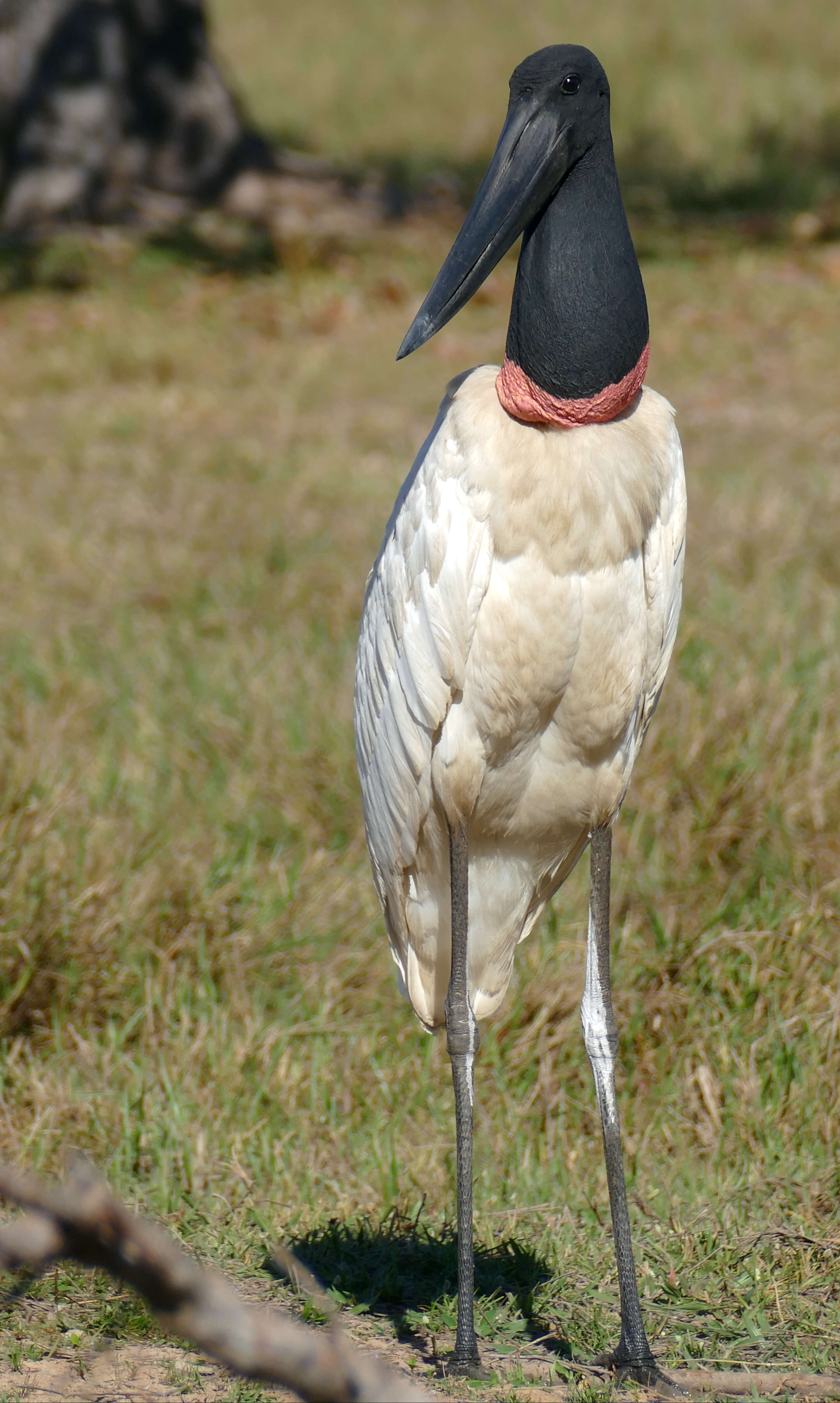 Image of Jabiru Hellmayr 1906