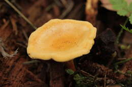 Imagem de Hygrophoropsis aurantiaca (Wulfen) Maire 1921