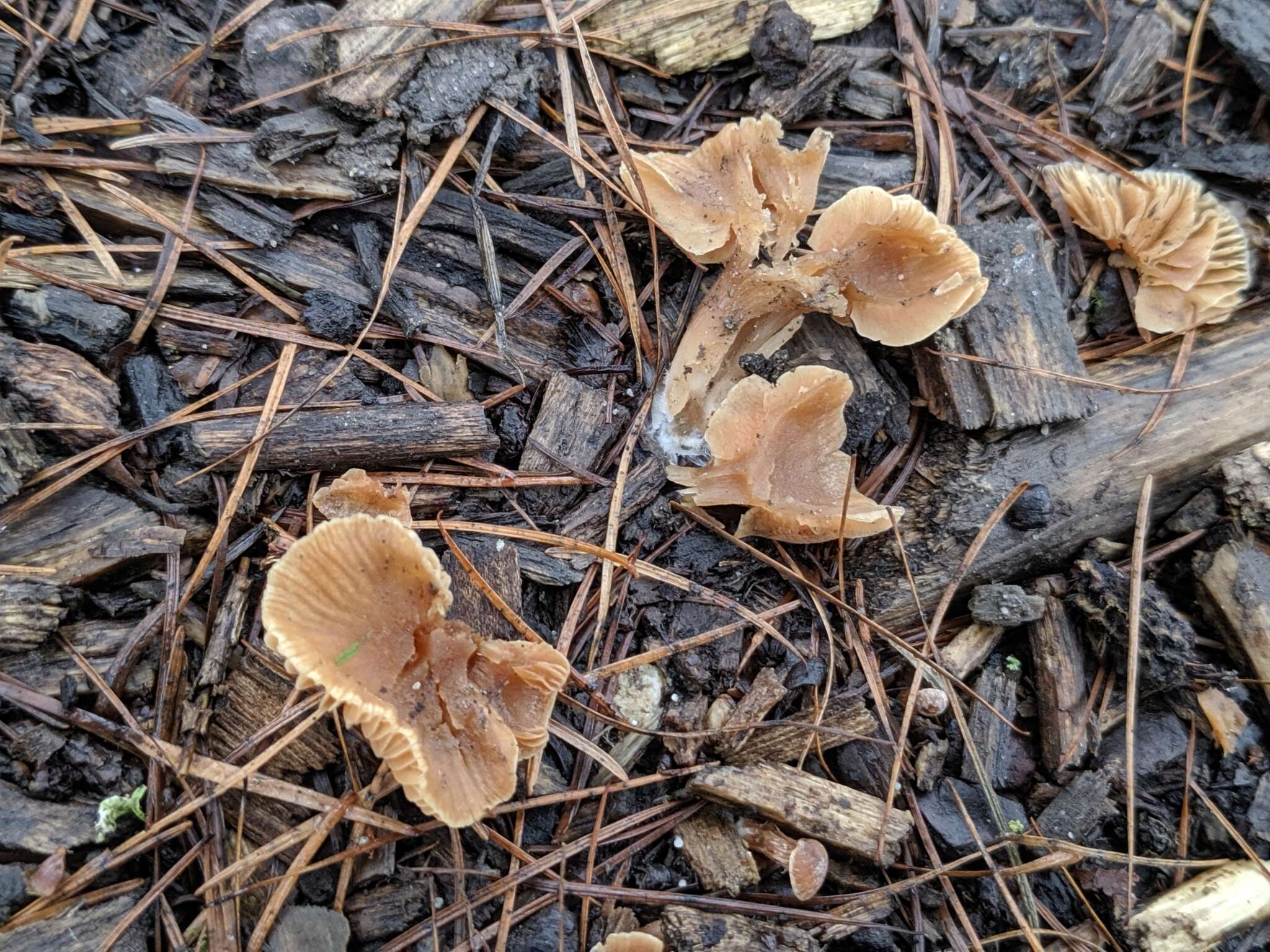 Image of Tubaria furfuracea (Pers.) Gillet 1876