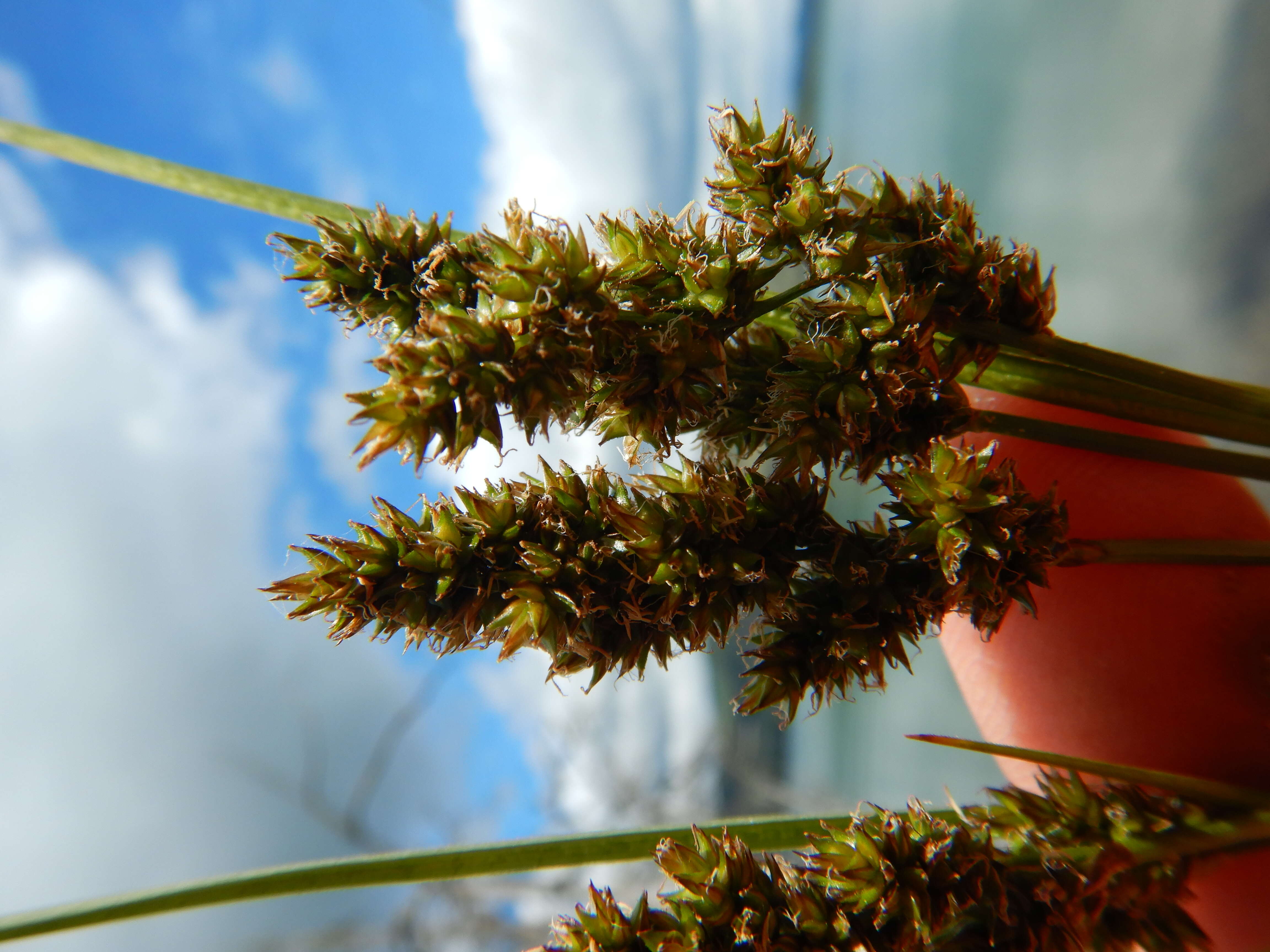 Image of Brown fox sedge