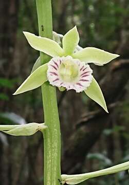 Image of Hooded orchids