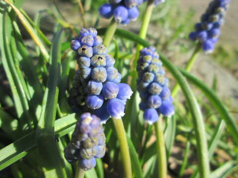 Image of Armenian grape hyacinth