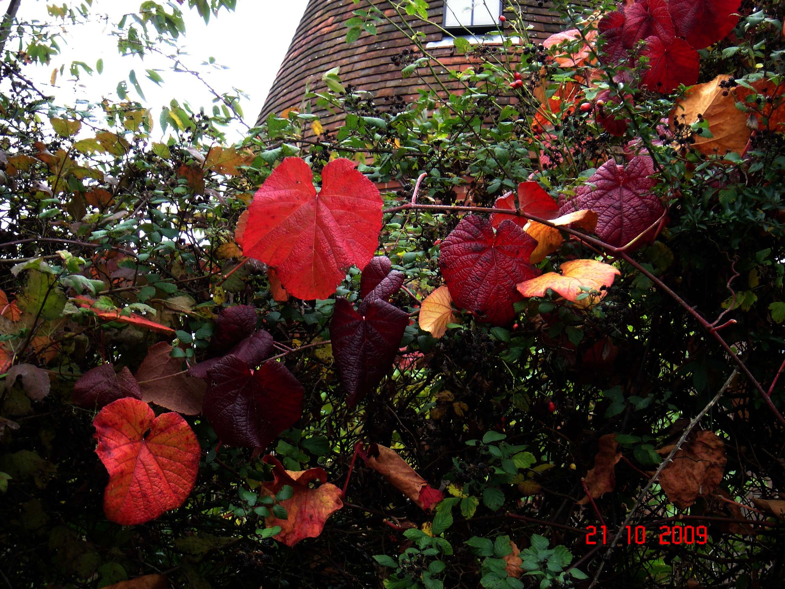 Image of crimson glory vine