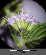 Image of Water Mint