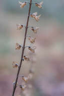 Слика од Teucrium scorodonia L.