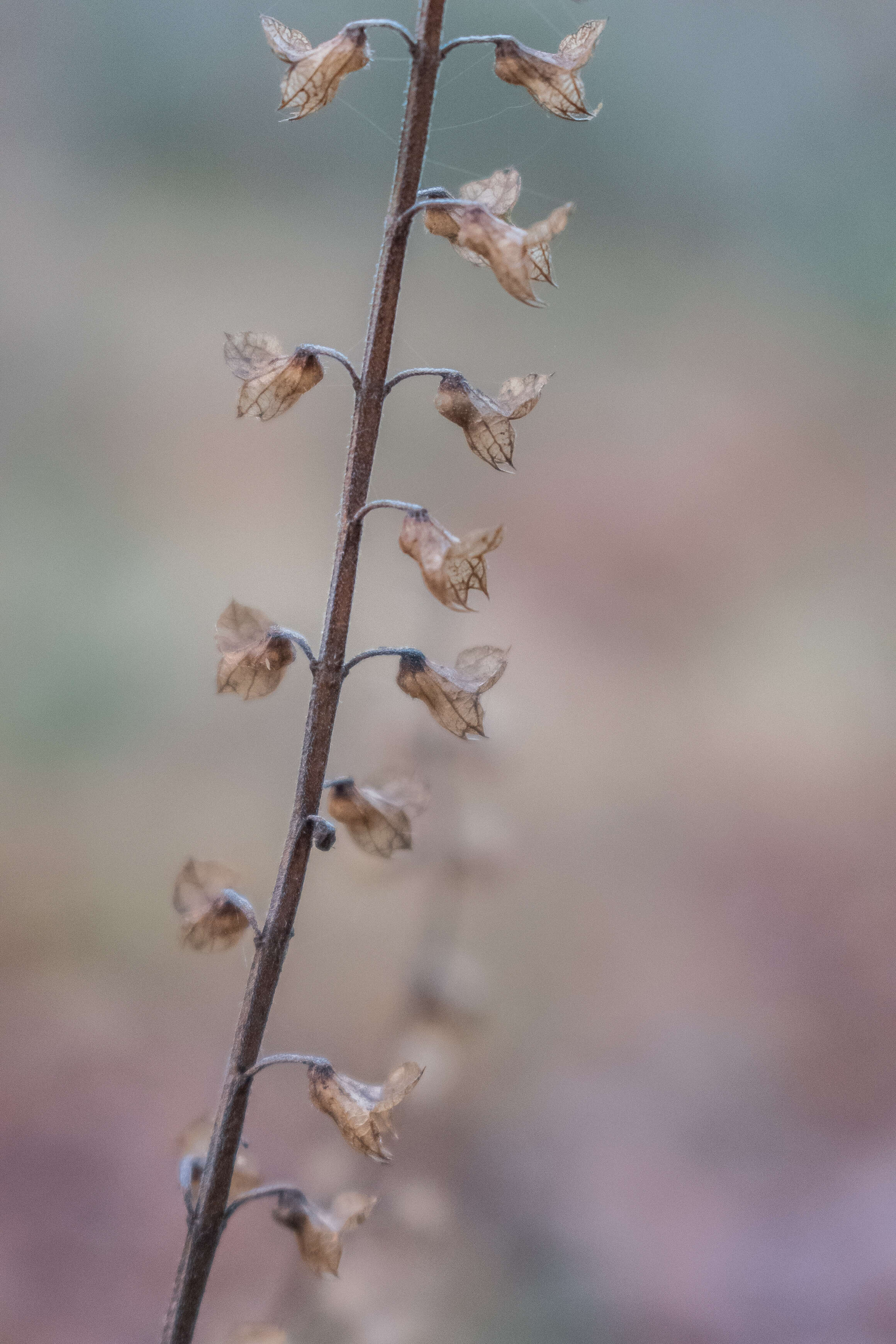 Слика од Teucrium scorodonia L.