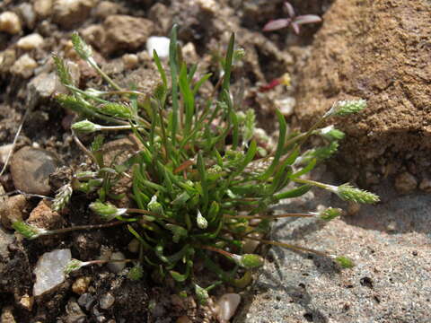 Image of bristly mousetail