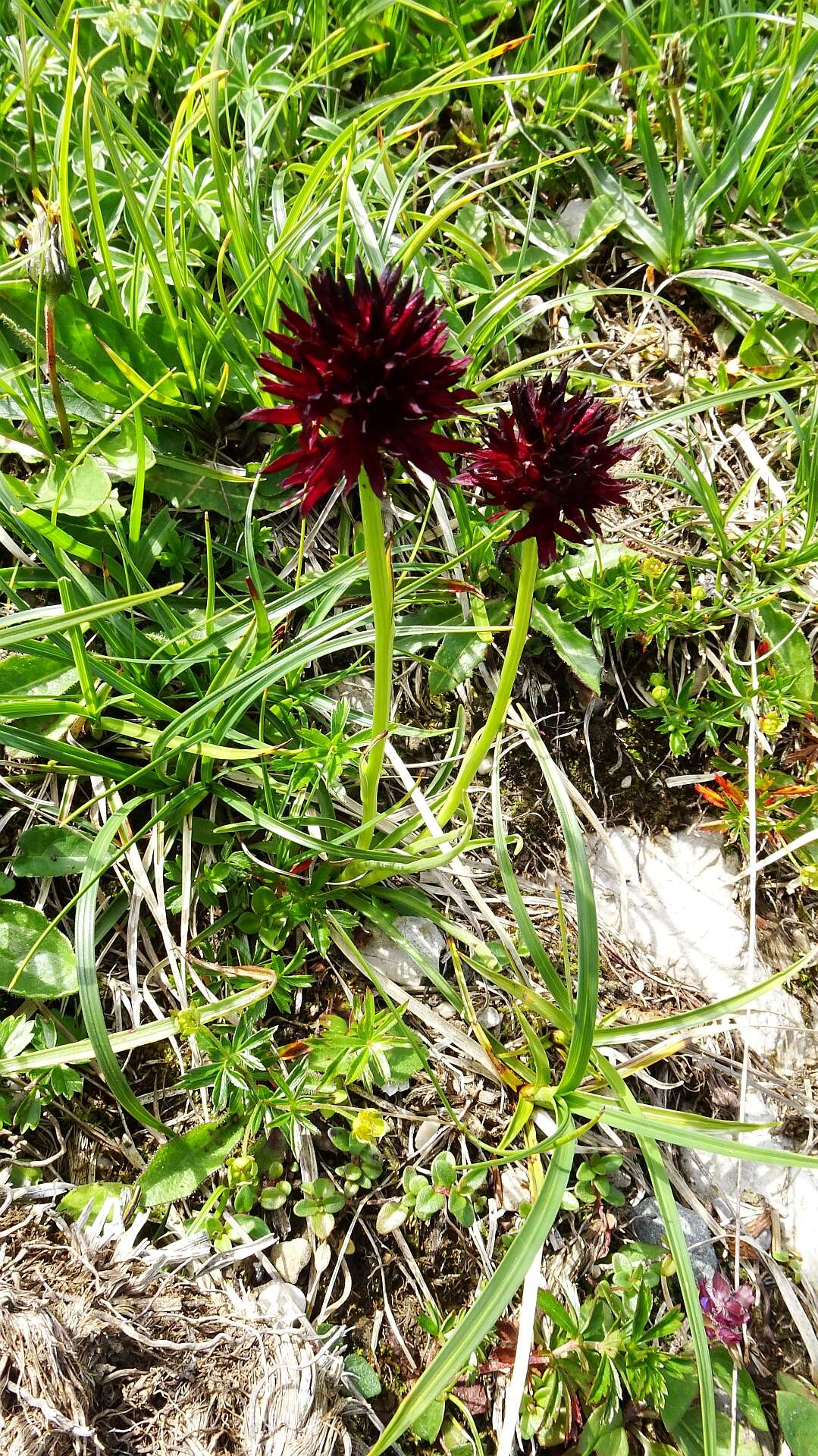 صورة Gymnadenia rhellicani (Teppner & E. Klein) Teppner & E. Klein