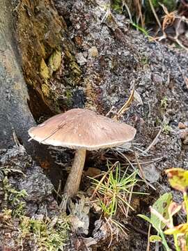 Image of Deer Mushroom