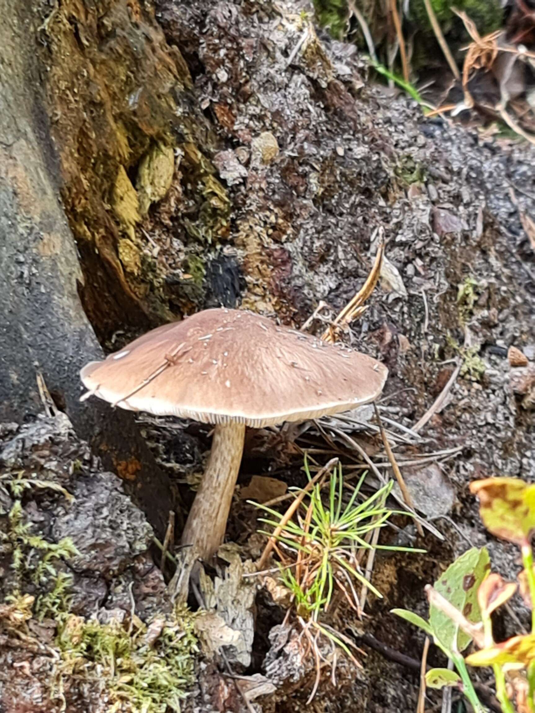 Image of Deer Mushroom