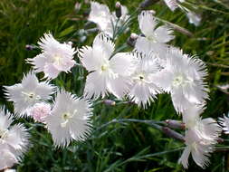 Image of Dianthus anatolicus Boiss.