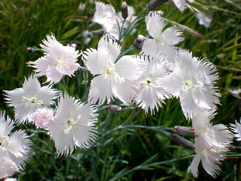 Imagem de Dianthus anatolicus Boiss.