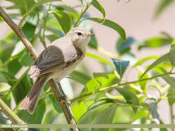 Image of Siberian Chiffchaff