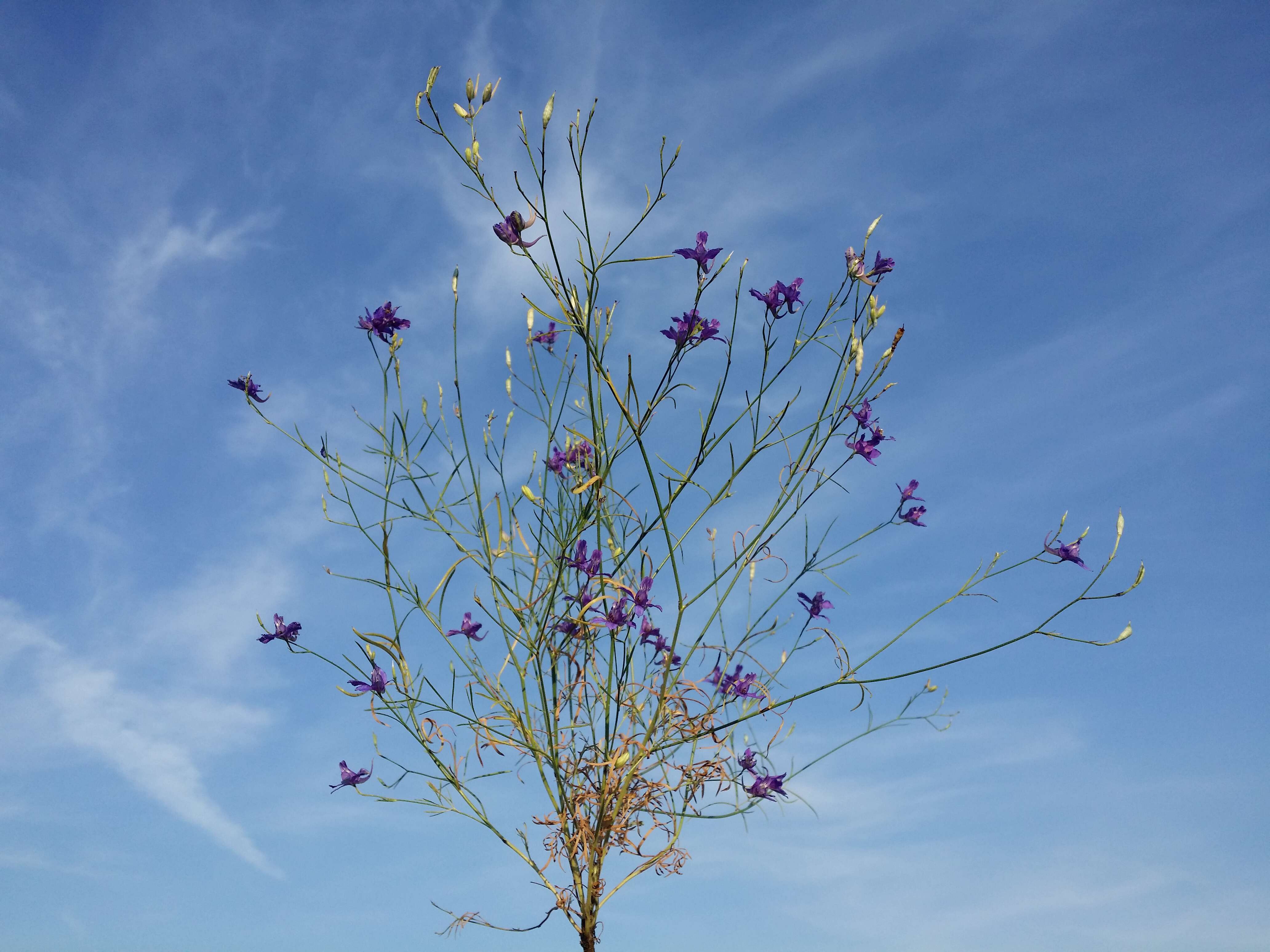 Image of forking larkspur