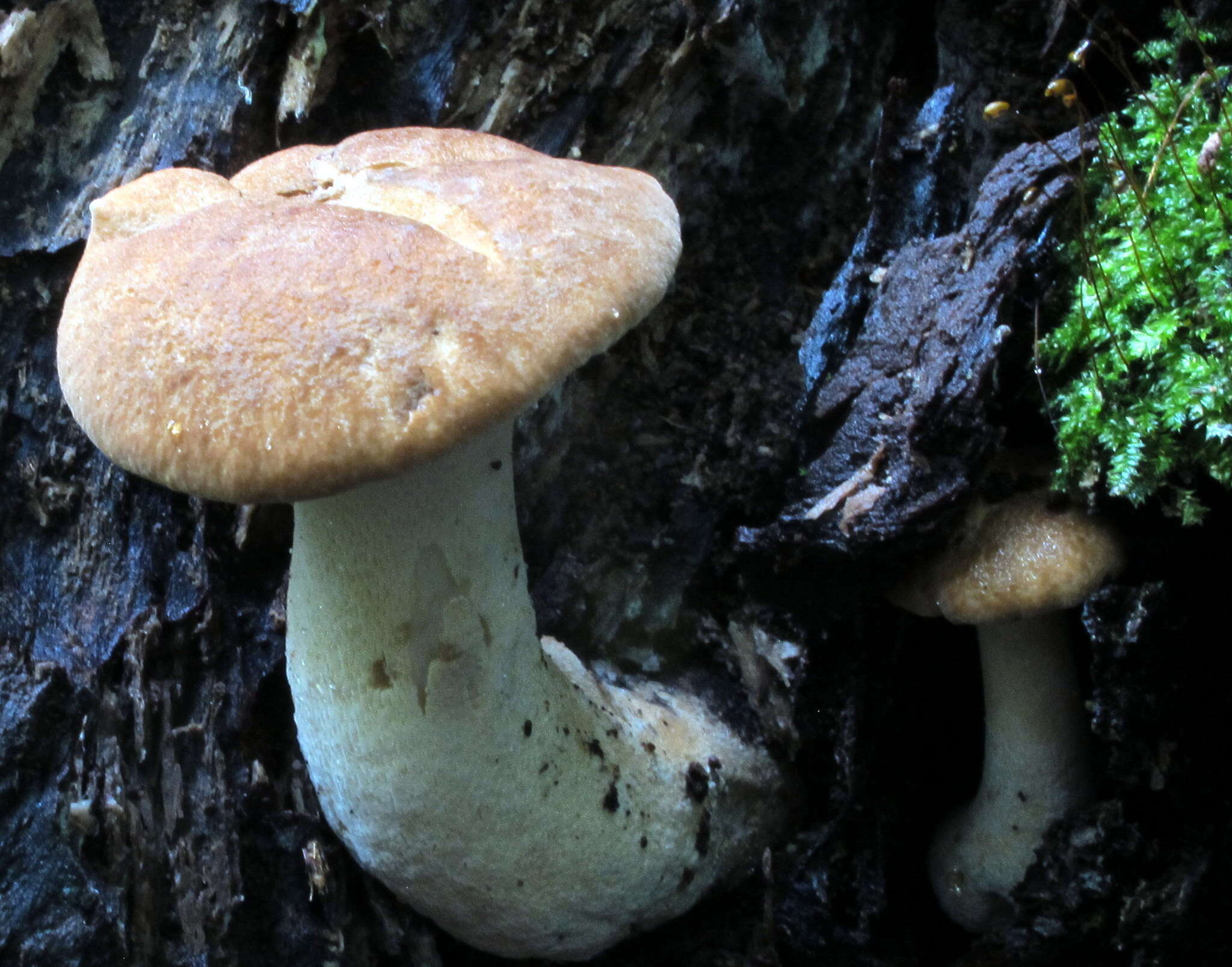 Polyporus radicatus Schwein. 1832 resmi