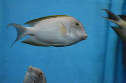 Image of Bristle-toothed Surgeonfish