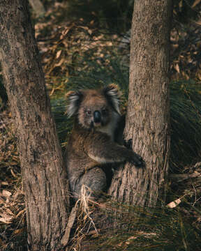 Image of koalas